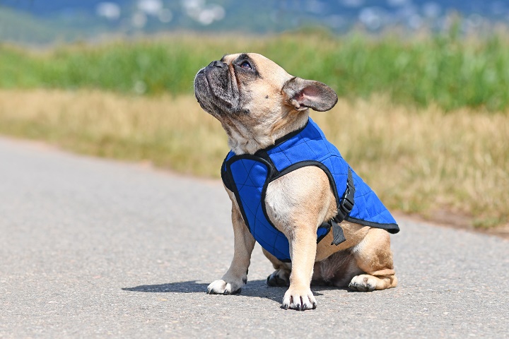 best cooling jacket for dogs